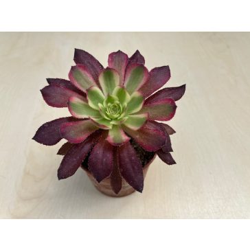 Aeonium arboreum többféle (1 db)