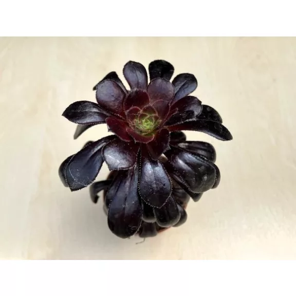 Aeonium arboreum többféle (1 db)