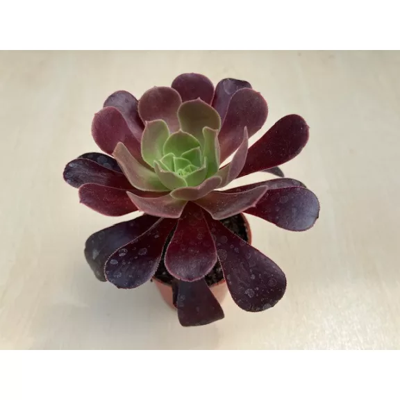 Aeonium arboreum többféle (1 db)