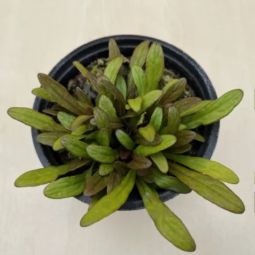 Ajuga reptans 'Fancy Finch' - Indás ínfű