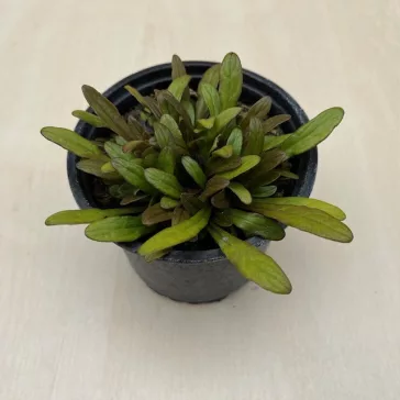 Ajuga reptans 'Fancy Finch' - Indás ínfű