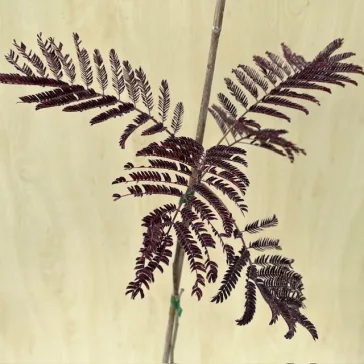   Albizia julibrissin 'Summer Chocolate' – Bordó levelű selyemakác