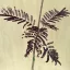 Albizia julibrissin 'Summer Chocolate' – Bordó levelű selyemakác
