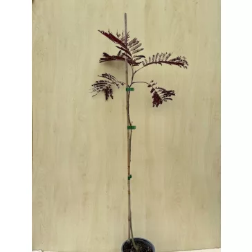   Albizia julibrissin 'Summer Chocolate' – Bordó levelű selyemakác