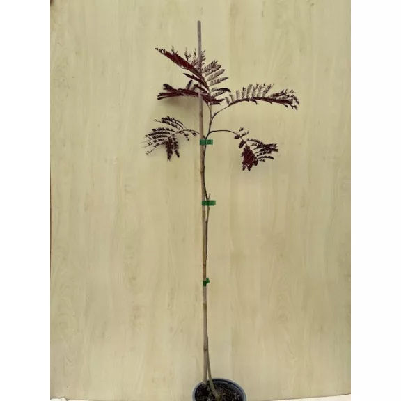 Albizia julibrissin 'Summer Chocolate' – Bordó levelű selyemakác