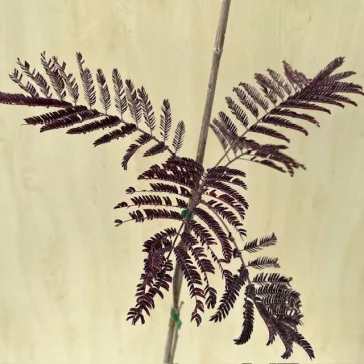   Albizia julibrissin 'Summer Chocolate' – Bordó levelű selyemakác
