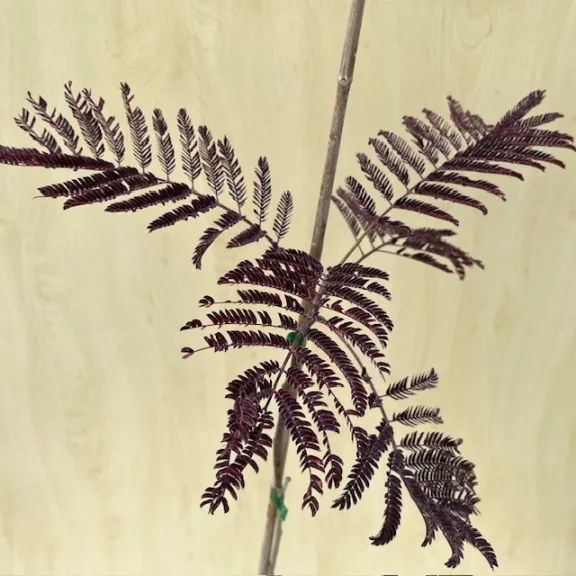 Albizia julibrissin 'Summer Chocolate' – Bordó levelű selyemakác