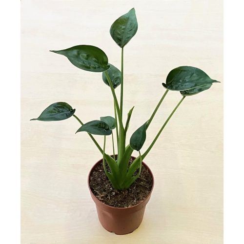 Alocasia 'Tiny Dancer'