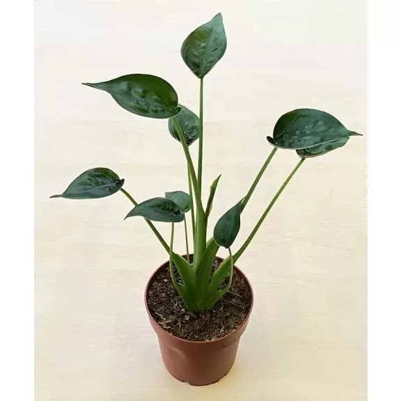 Alocasia 'Tiny Dancer' Alocasia 'Tiny Dancer'