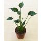 Alocasia 'Tiny Dancer'