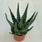 Aloe arborescens 'Bora'