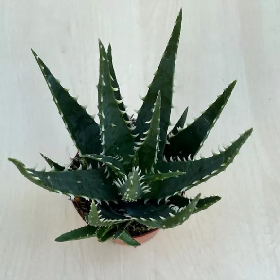 Aloe arborescens 'Bora'