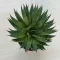 Aloe aristata
