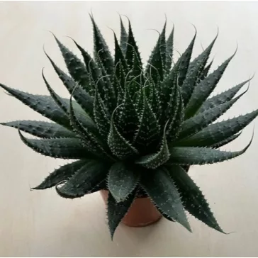 Aloe aristata
