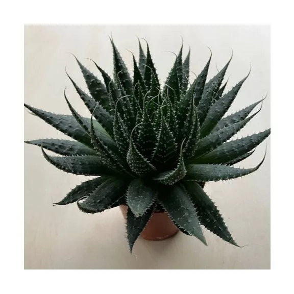 Aloe aristata Aloe aristata