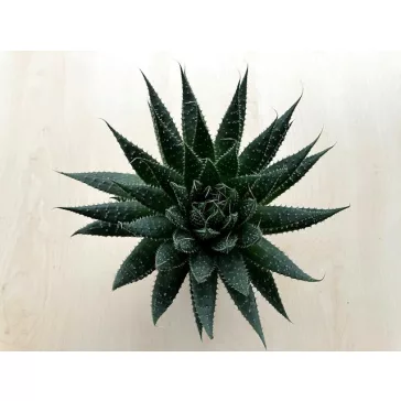Aloe aristata
