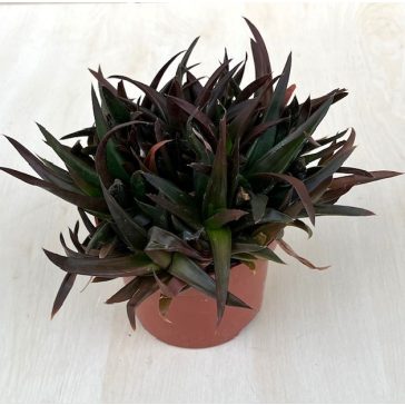Aloe pentagona 'Black Gem'