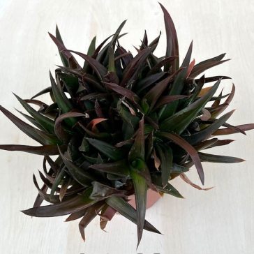 Aloe pentagona 'Black Gem'