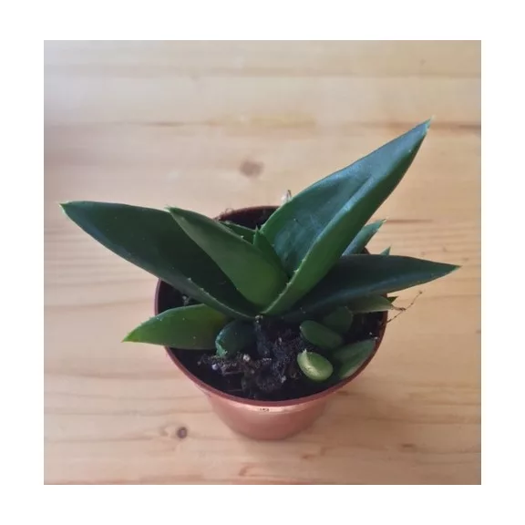 Aloe 'Black Gem' Aloe 'Black Gem'
