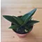 Aloe 'Black Gem'
