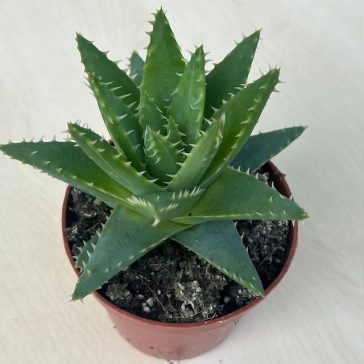 Aloe brevifolia