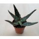 Aloe 'Coral Fire' 5,5 cm