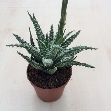 Aloe humilis virággal - Törpe aloe