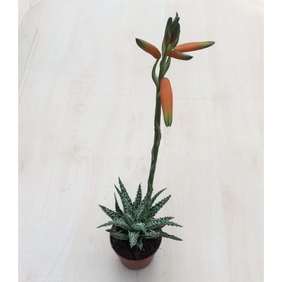 Aloe humilis virággal - Törpe aloe