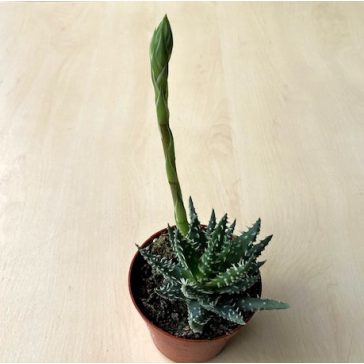 Aloe humilis virággal - Törpe aloe