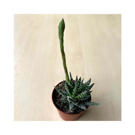 Aloe humilis virággal - Törpe aloe