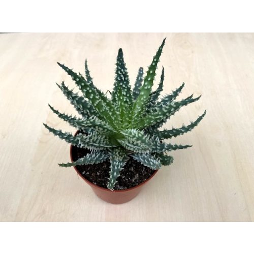 Aloe humilis - Törpe aloe