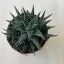 Aloe 'Pepe'