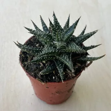 Aloe 'Pepe'