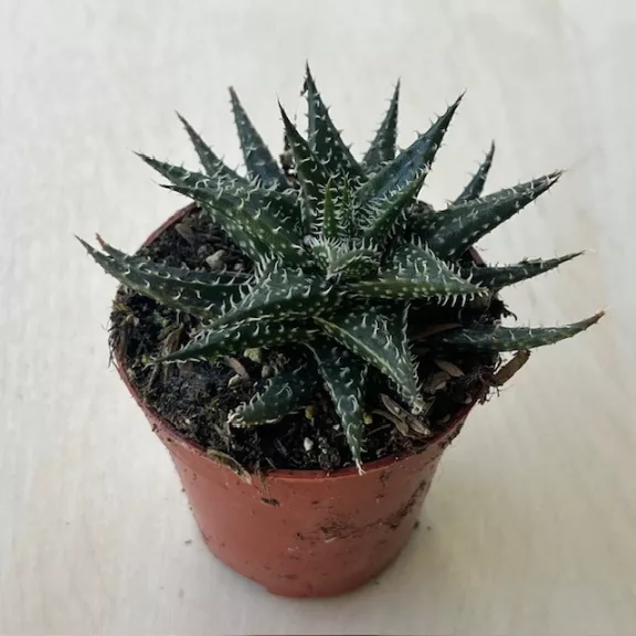 Aloe 'Pepe'