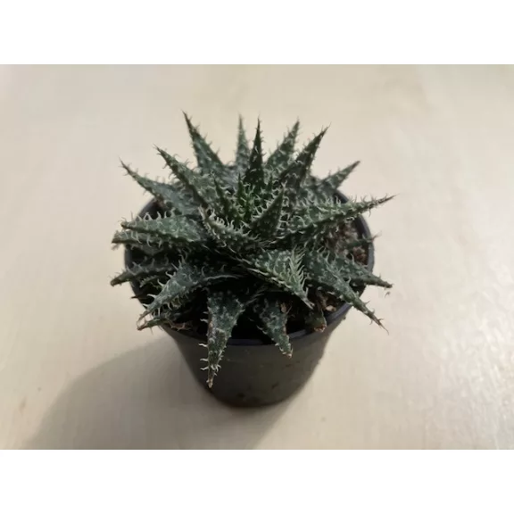 Aloe 'Pepe'