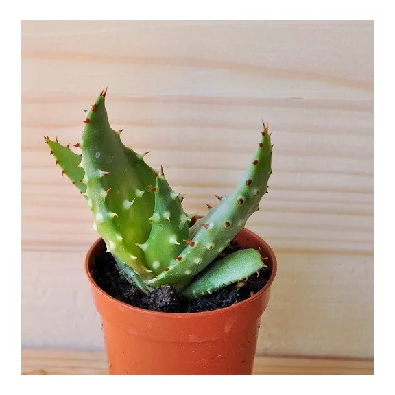 Aloe petricola Aloe petricola