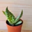 Aloe petricola