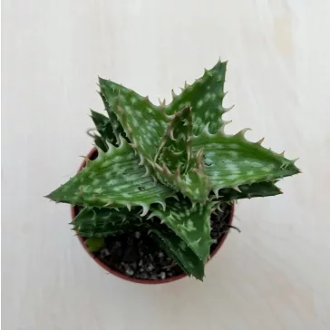 Aloe squarrosa
