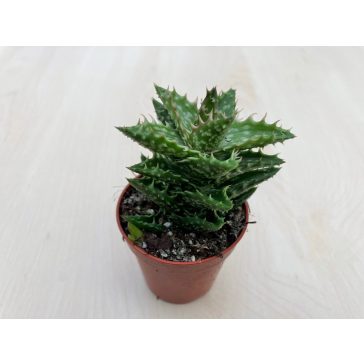 Aloe squarrosa