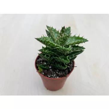 Aloe squarrosa