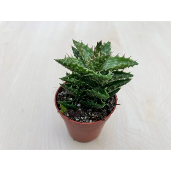 Aloe squarrosa