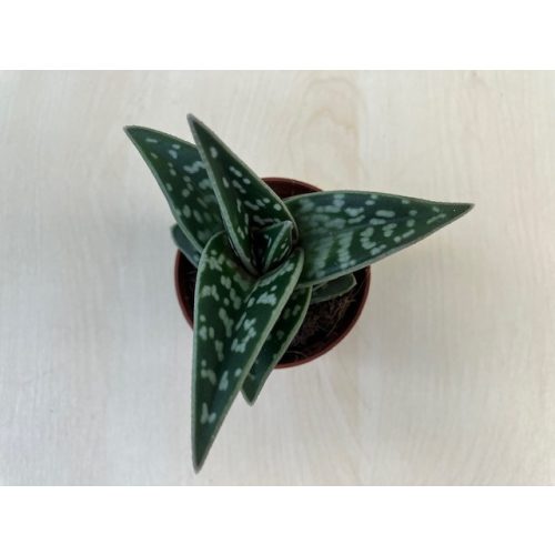 Aloe variegata - Tigris aloe