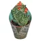 Aloe variegata - Tigris aloe