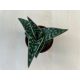 Aloe variegata - Tigris aloe