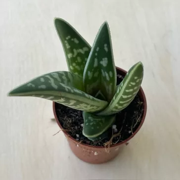 Aloe variegata - Tigris aloe