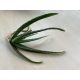 Aloe vera hajtás (20cm)