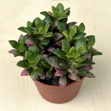 Anacampseros rufescens