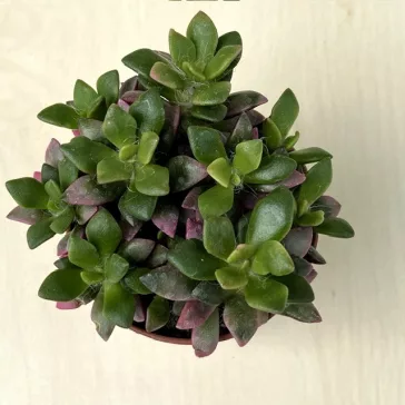 Anacampseros rufescens