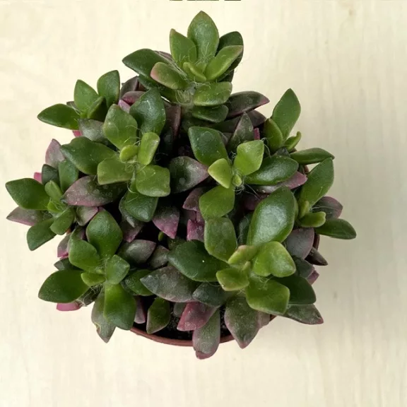 Anacampseros rufescens