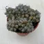 Anacampseros filamentosa